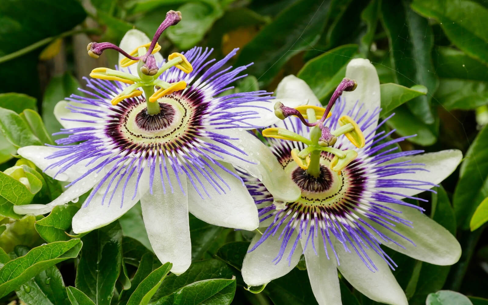Passionflower Side Effects, Benefits, Liver & Everyday Use