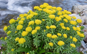 Side Effects, Timing & Benefits of Rhodiola Rosea