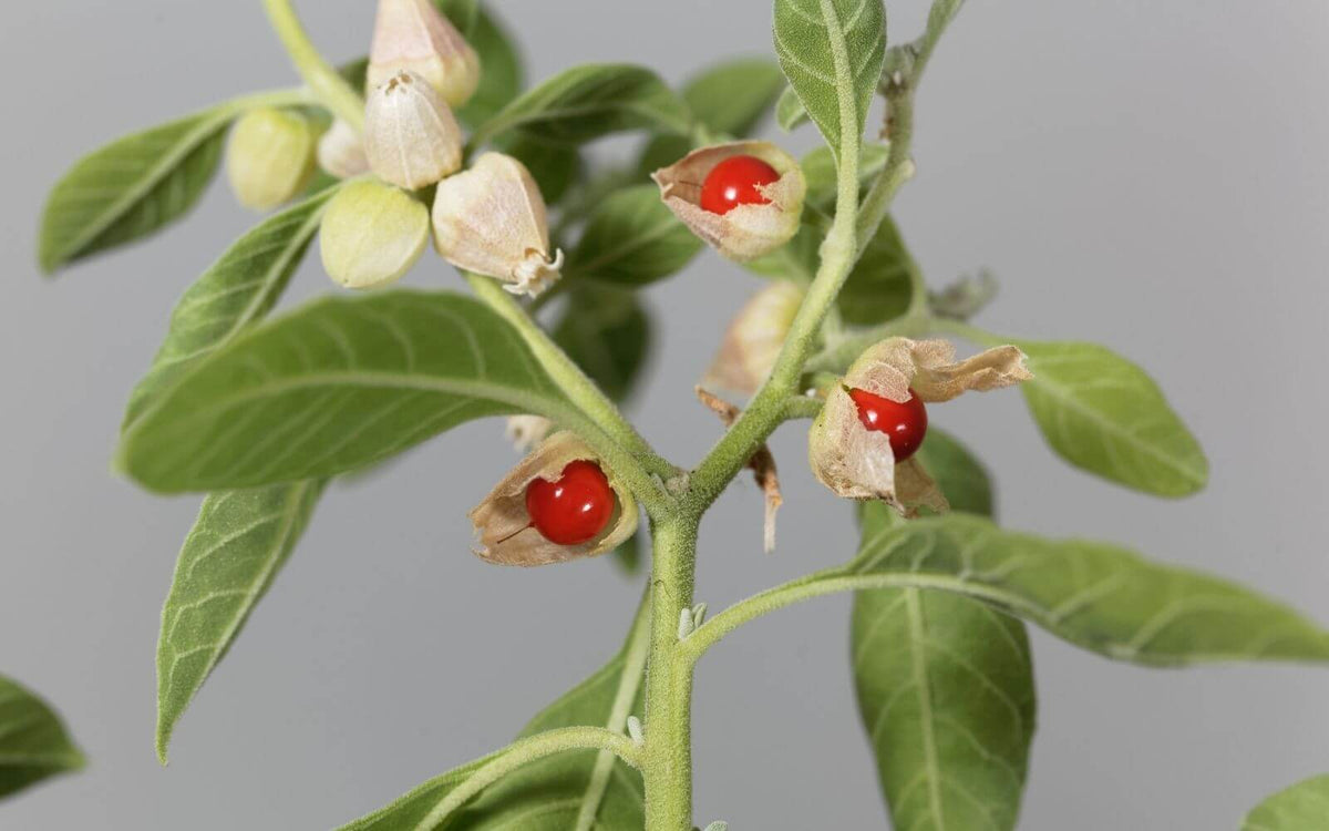 Ashwagandha For Anxiety