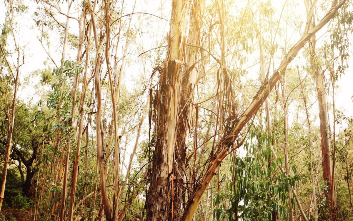 Slippery Elm Bark Benefits, Side Effects & Dosage