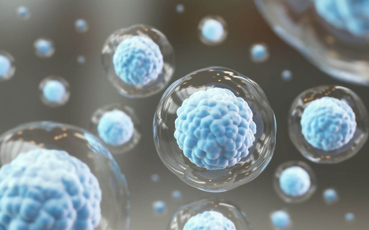 What Are Stem Cells?