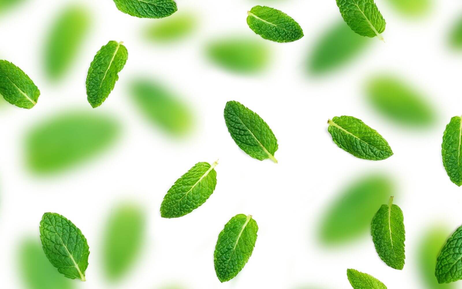 Nutrition of Mint Leaves