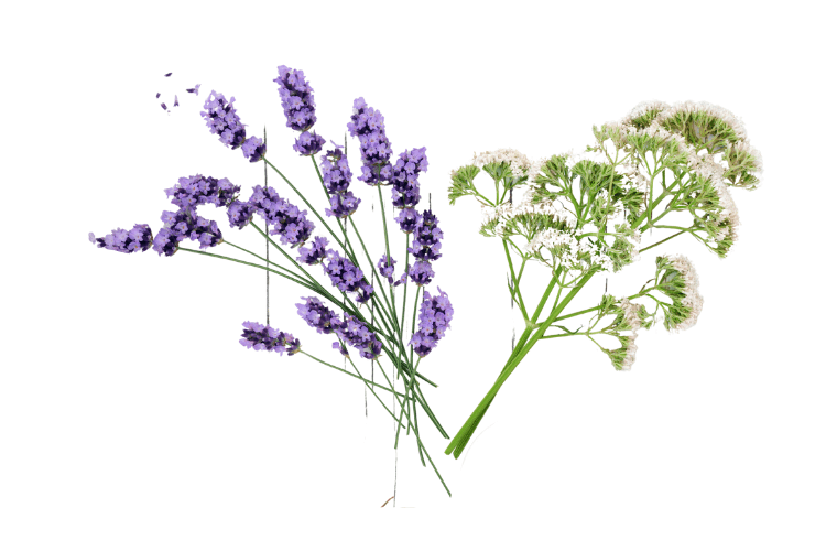 Sleep Easy with Easy Sleep | Valerian Root