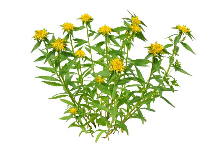 Rhodiola Rosea | Natural Stress Relief Supplement