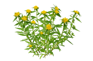 Rhodiola Rosea | Natural Stress Relief Supplement
