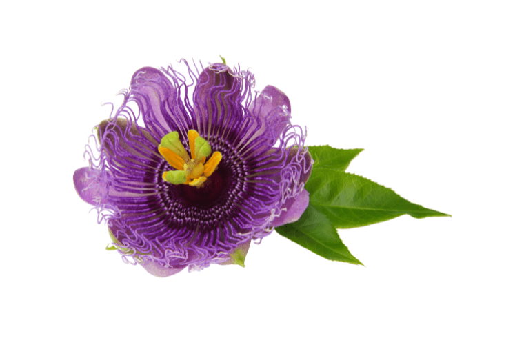 Sleep Easy with Easy Sleep | Passionflower
