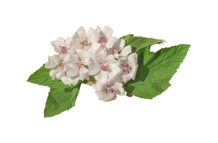 Marshmallow Root Extract